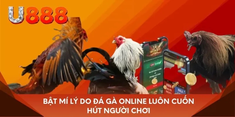 Bật mí lý do đá gà online luôn cuốn hút người chơi