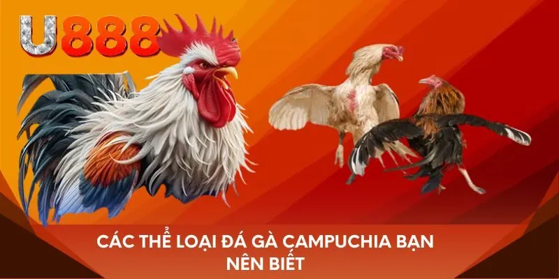 Các thể loại đá gà Campuchia bạn nên biết