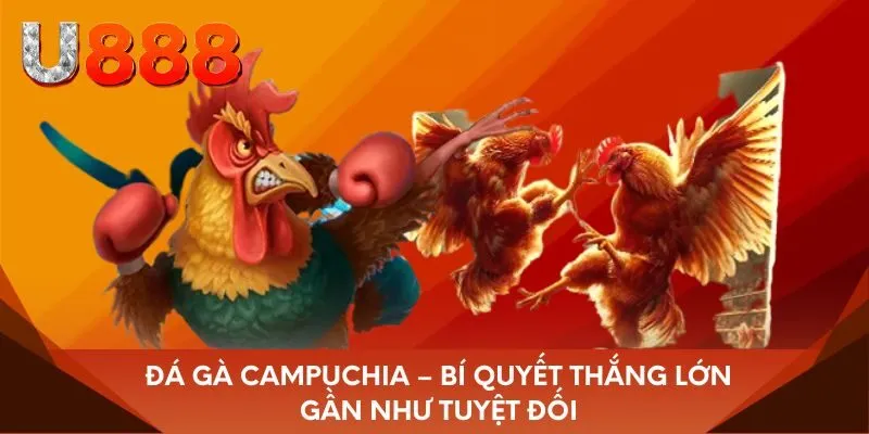 Đá gà Campuchia – Bí quyết thắng lớn gần như tuyệt đối