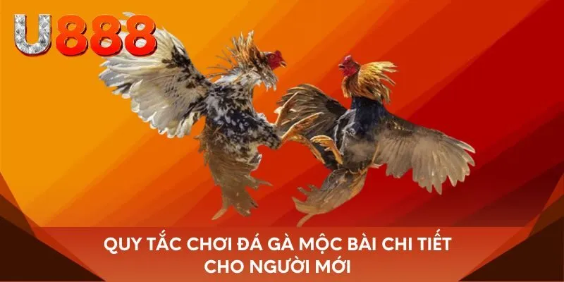 Quy tắc chơi đá gà Mộc Bài chi tiết cho người mới