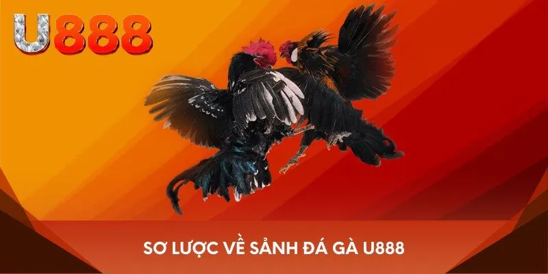 Sơ lược về sảnh đá gà U888