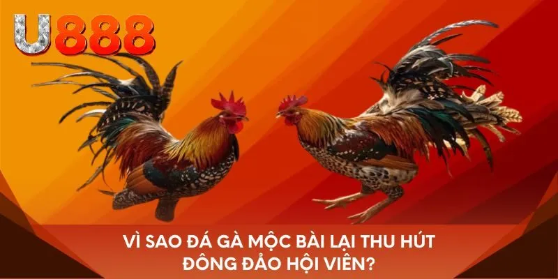 Vì sao đá gà Mộc Bài lại thu hút đông đảo hội viên?